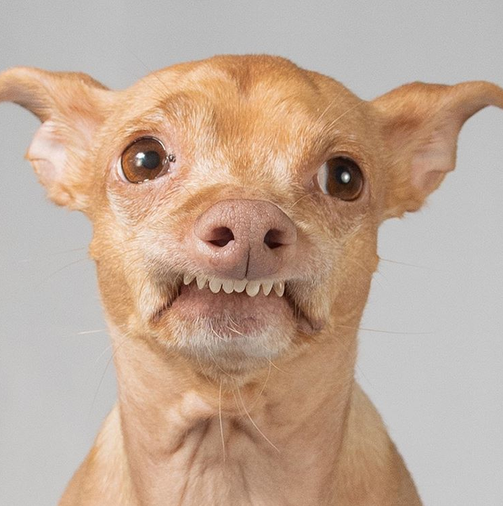 Những chú chó có hàng triệu người hâm mộ trên mạng xã hội - 13