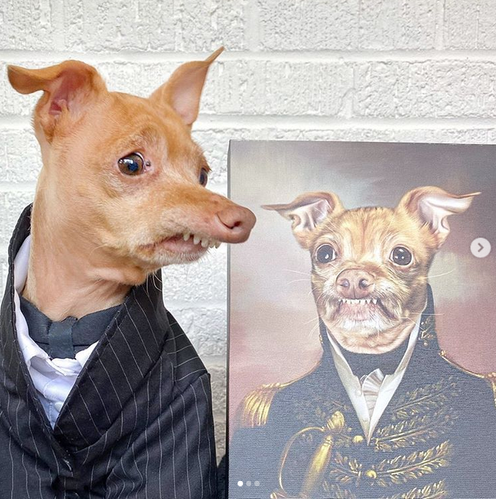 Những chú chó có hàng triệu người hâm mộ trên mạng xã hội - 14