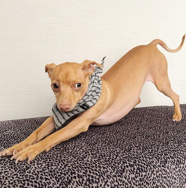 Những chú chó có hàng triệu người hâm mộ trên mạng xã hội - 15