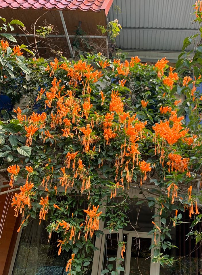 Tôn gia trang - nơi NSND Thanh Hoa 'sống như nông dân thực thụ' - 15