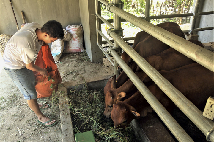 'Xây chuồng bò còn đắt hơn xây nhà tình nghĩa' - 2