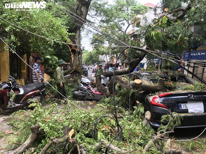 Cây phượng hơn 70 tuổi đổ gục, đè bẹp nhiều ô tô, xe máy trên phố Hải Phòng - 1