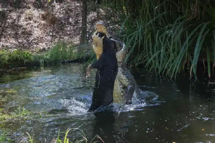 Cá sấu già hất tung lợn rừng lên không trung rồi làm thịt - 3