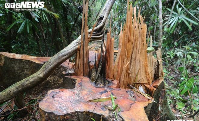 Hạt trưởng Hạt Kiểm lâm ở Quảng Nam bị kẻ lạ gọi điện đe dọa tính mạng - 1