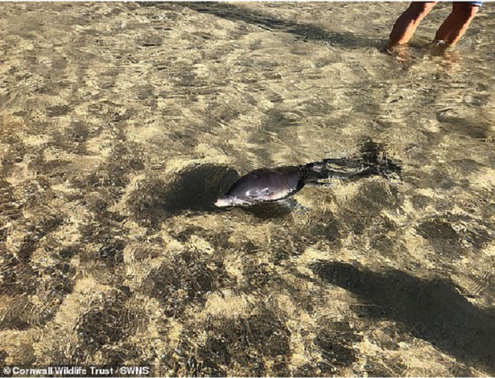 Cái chết bi thảm của cá heo con bị đồng loại tấn công, bắt tách khỏi đoàn - 1