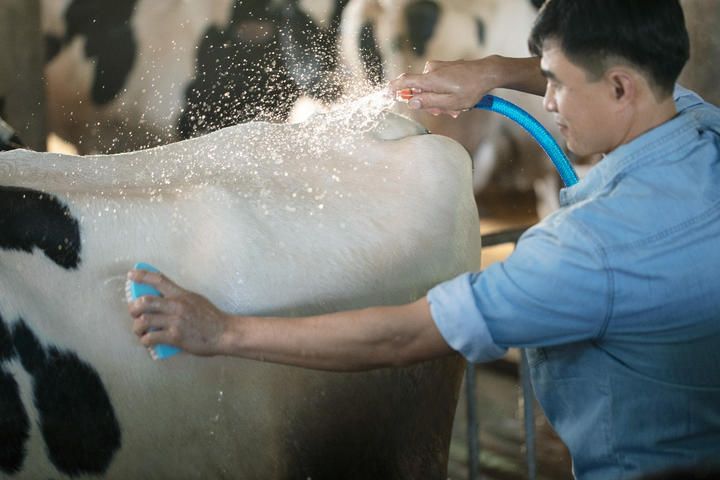 Sữa tươi chuẩn Hà Lan: Tự nhiên từ gốc, thuần khiết đến ngọn - 1