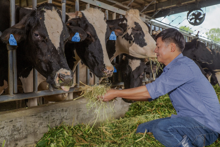 Sữa tươi chuẩn Hà Lan: Tự nhiên từ gốc, thuần khiết đến ngọn - 2