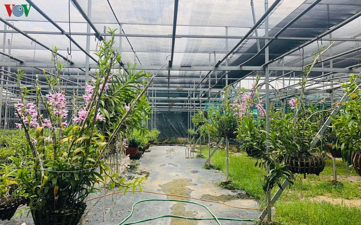 Cơn sốt lan đột biến tiền tỷ làm 'nóng' vựa hoa Đông La, Hà Nội - 1