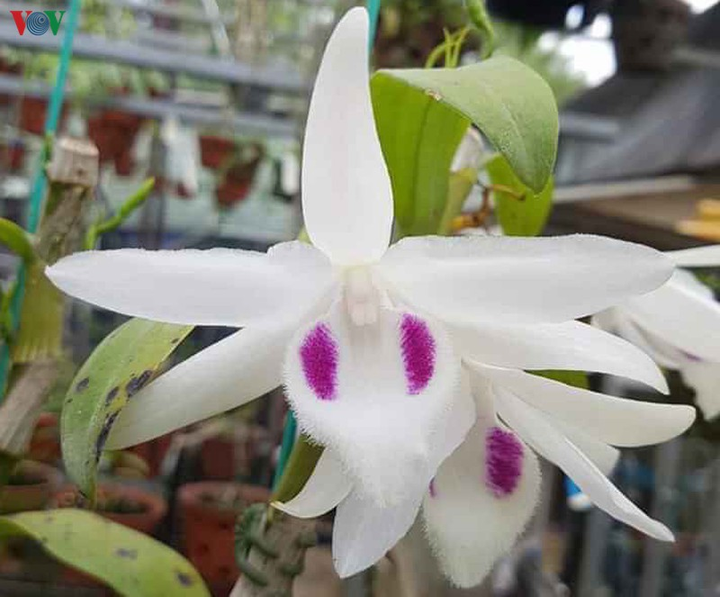 Cơn sốt lan đột biến tiền tỷ làm 'nóng' vựa hoa Đông La, Hà Nội - 2