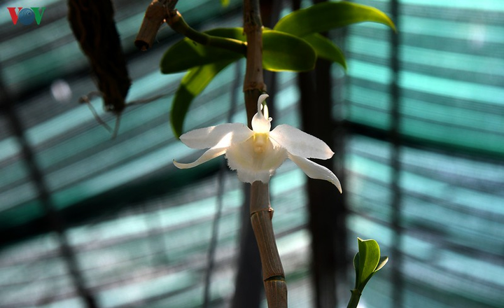 Cơn sốt lan đột biến tiền tỷ làm 'nóng' vựa hoa Đông La, Hà Nội - 3