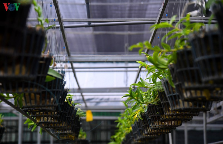 Cơn sốt lan đột biến tiền tỷ làm 'nóng' vựa hoa Đông La, Hà Nội - 4