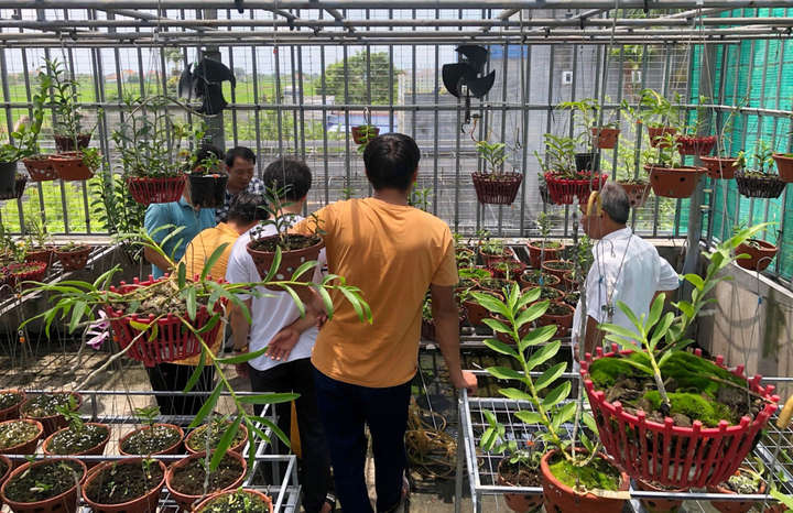 Lan đột biến hàng chục tỷ đồng có thật sự đắt và hiếm? - 1