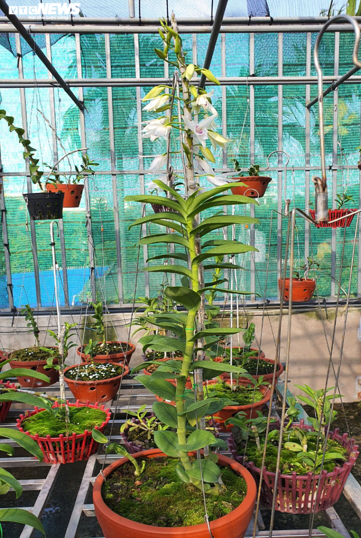 Lan đột biến hàng chục tỷ đồng có thật sự đắt và hiếm? - 2