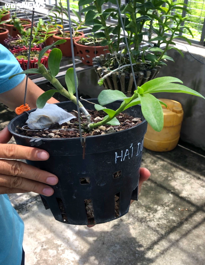 Lan đột biến hàng chục tỷ đồng có thật sự đắt và hiếm? - 3