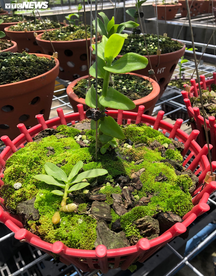 Lan đột biến hàng chục tỷ đồng có thật sự đắt và hiếm? - 4