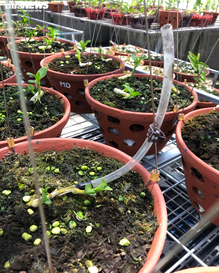 Lan đột biến hàng chục tỷ đồng có thật sự đắt và hiếm? - 5