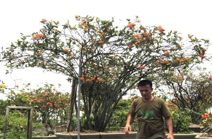 Lan Phi điệp đột biến: Nghệ nhân cây cảnh cũng thành...nạn nhân - 1