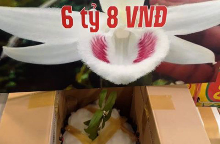 Lan Phi điệp đột biến: Nghệ nhân cây cảnh cũng thành...nạn nhân - 2