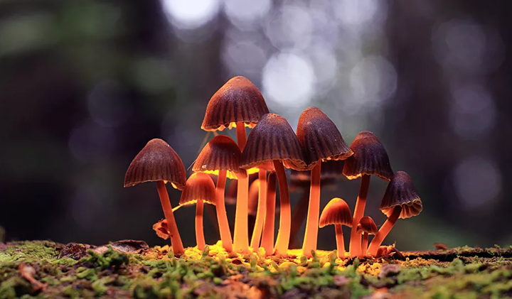 Tác dụng không ngờ của nấm ở nơi xảy ra thảm họa Chernobyl - 1