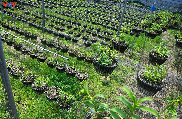 Vườn lan rừng trị giá cả núi tiền của 'lão nông' ở Đông La - 1