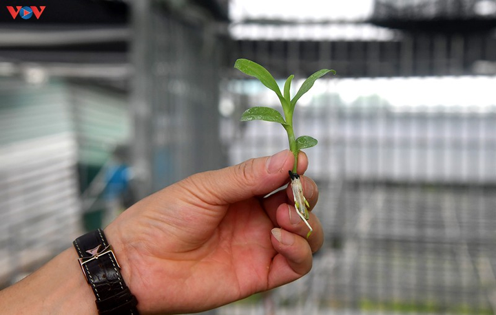 Vườn lan rừng trị giá cả núi tiền của 'lão nông' ở Đông La - 10