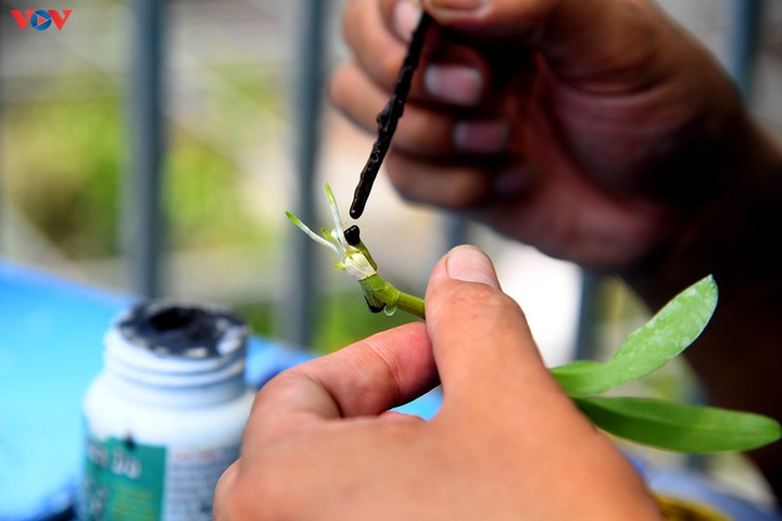 Vườn lan rừng trị giá cả núi tiền của 'lão nông' ở Đông La - 11