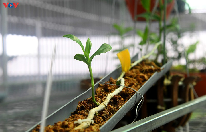 Vườn lan rừng trị giá cả núi tiền của 'lão nông' ở Đông La - 12