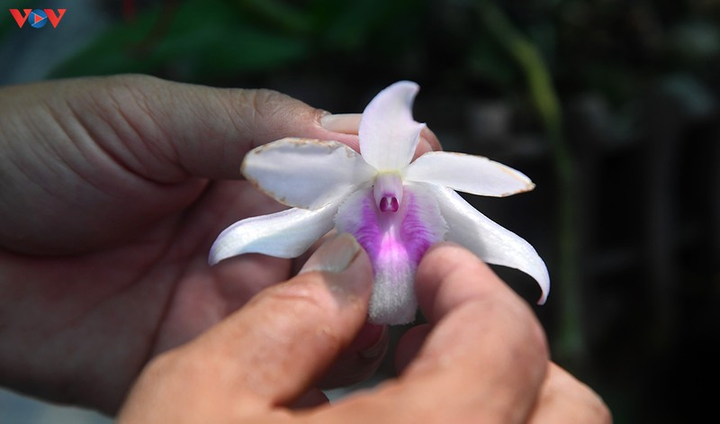 Vườn lan rừng trị giá cả núi tiền của 'lão nông' ở Đông La - 14