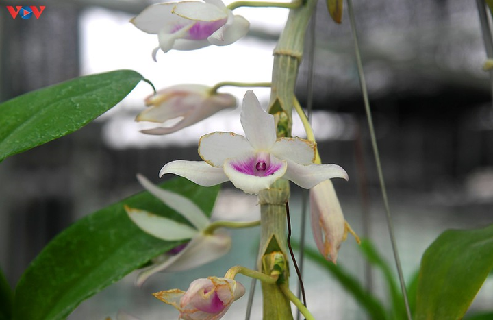 Vườn lan rừng trị giá cả núi tiền của 'lão nông' ở Đông La - 15