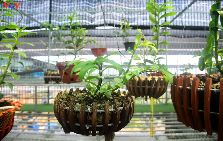 Vườn lan rừng trị giá cả núi tiền của 'lão nông' ở Đông La - 16