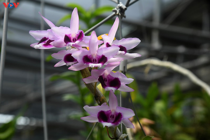 Vườn lan rừng trị giá cả núi tiền của 'lão nông' ở Đông La - 18