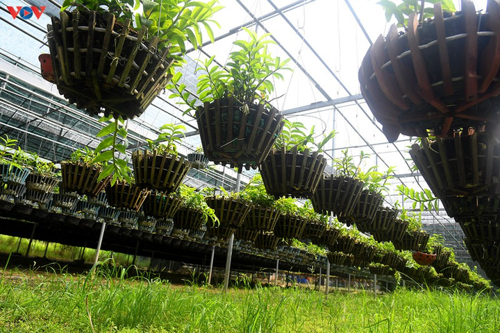 Vườn lan rừng trị giá cả núi tiền của 'lão nông' ở Đông La - 2