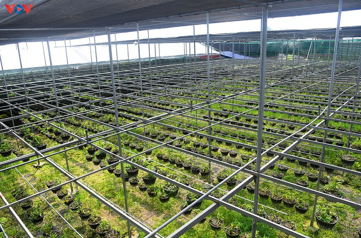 Vườn lan rừng trị giá cả núi tiền của 'lão nông' ở Đông La - 3