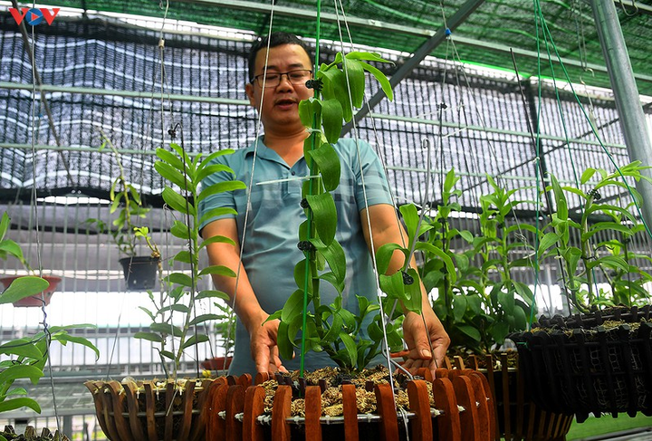 Vườn lan rừng trị giá cả núi tiền của 'lão nông' ở Đông La - 4