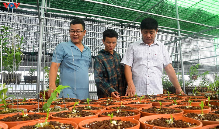 Vườn lan rừng trị giá cả núi tiền của 'lão nông' ở Đông La - 5