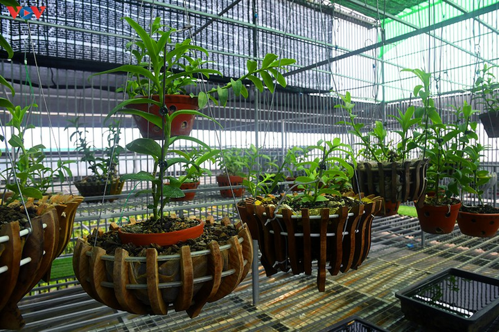 Vườn lan rừng trị giá cả núi tiền của 'lão nông' ở Đông La - 6