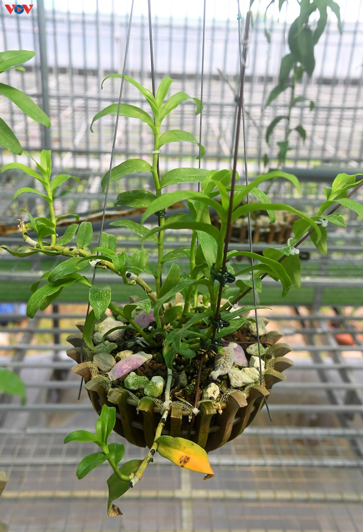 Vườn lan rừng trị giá cả núi tiền của 'lão nông' ở Đông La - 7