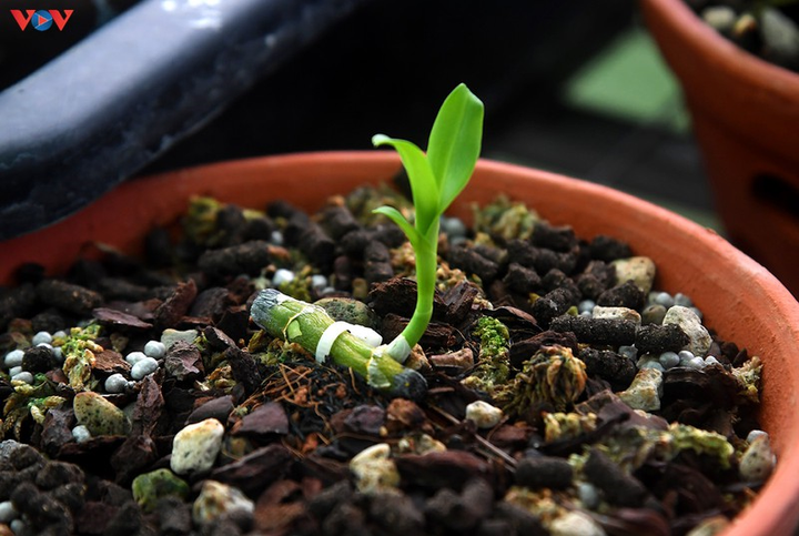 Vườn lan rừng trị giá cả núi tiền của 'lão nông' ở Đông La - 8