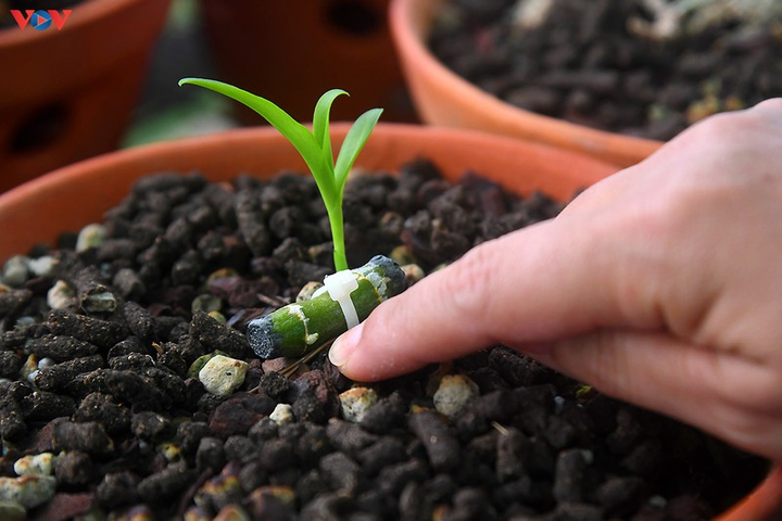 Vườn lan rừng trị giá cả núi tiền của 'lão nông' ở Đông La - 9