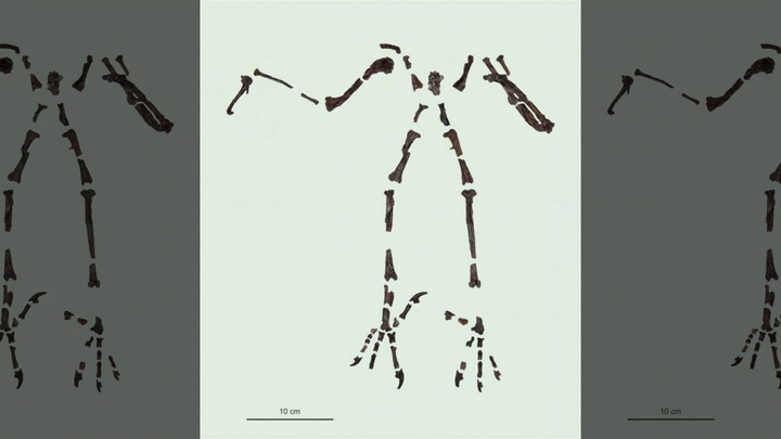 Phát hiện loài cú khổng lồ thời tiền sử có 'bàn chân săn mồi' sát thủ - 1