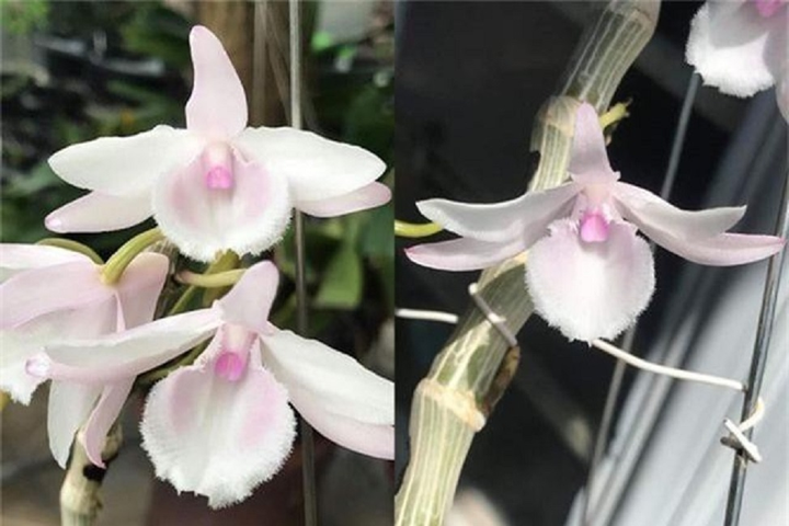 Vỡ mộng làm giàu, mất tiền tỷ buôn lan đột biến, có nên tiếp tục dốc vốn đầu tư? - 1