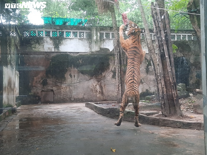 Giữa đại dịch COVID-19, thú ở Thảo Cầm Viên ăn uống thế nào? - 5