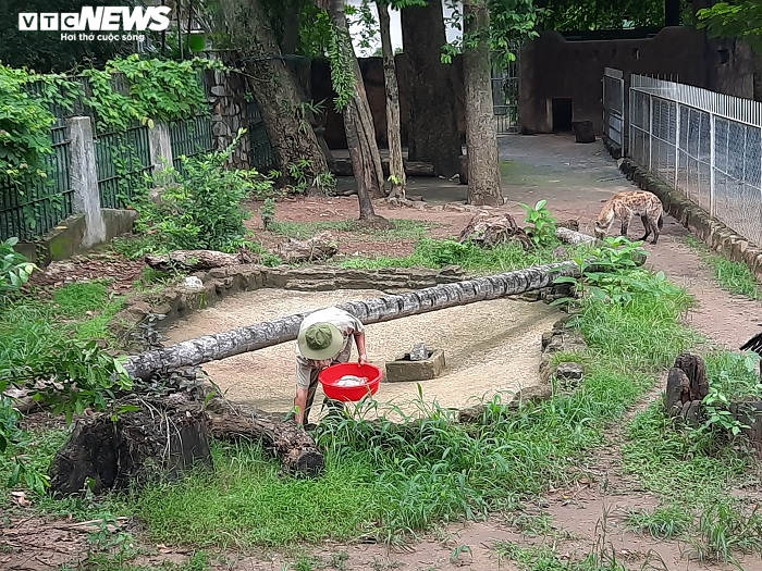 Giữa đại dịch COVID-19, thú ở Thảo Cầm Viên ăn uống thế nào? - 7