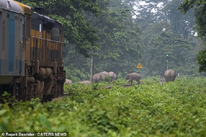 Đàn voi kéo nhau băng qua đường ray, cắt mặt đoàn tàu đang lao tới - 2