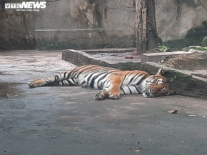 Giữa đại dịch COVID-19, thú ở Thảo Cầm Viên ăn uống thế nào? - 3