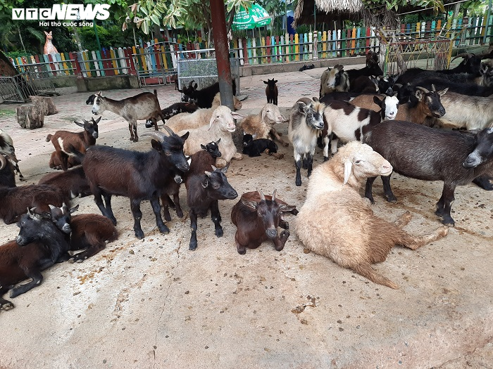 Giữa đại dịch COVID-19, thú ở Thảo Cầm Viên ăn uống thế nào? - 4