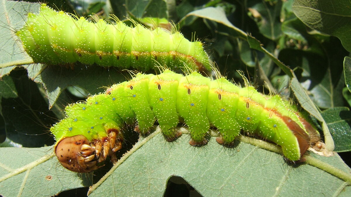 Bản tin COVID-19 ngày 6/8: Dùng ấu trùng tằm phát triển vaccine ngừa SARS-CoV-2 - 1