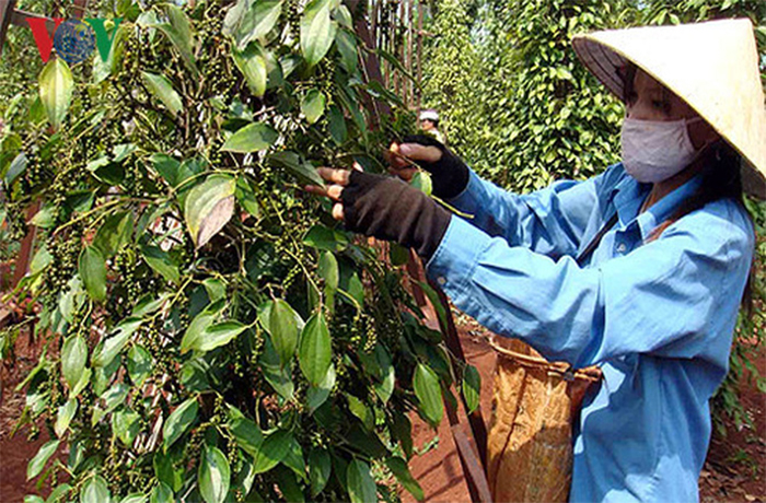Giá tiêu hôm nay 27/8: Tiêu tiếp đà giảm giá - 1