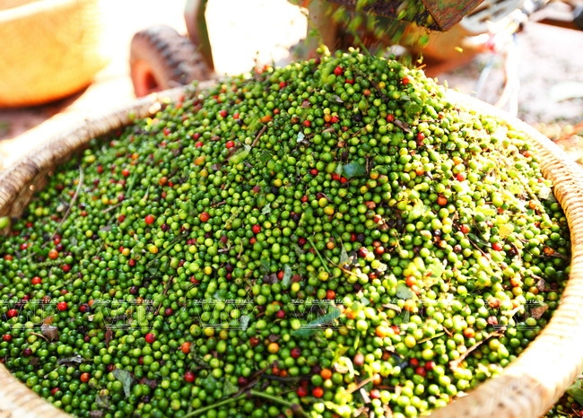 Giá tiêu hôm nay 5/9: Giá tiêu giảm nhẹ - 1
