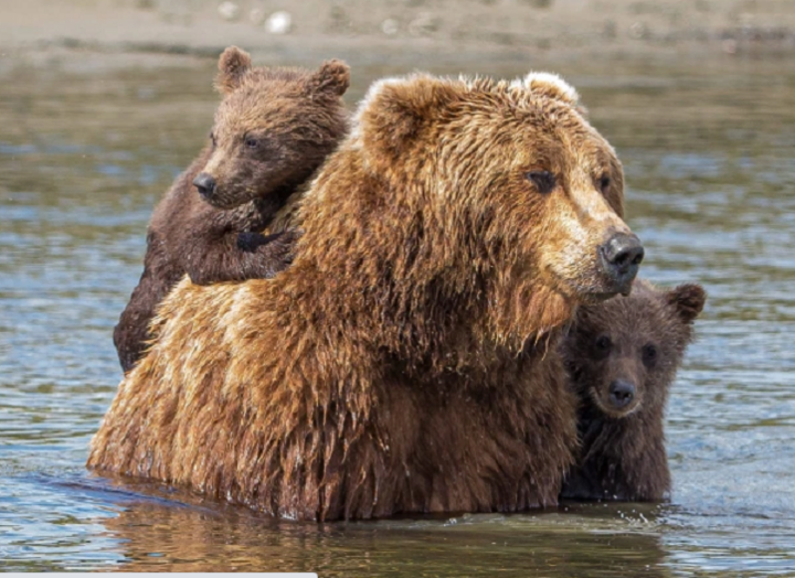 Ảnh: Gấu con bám chặt lưng mẹ để qua sông - 1